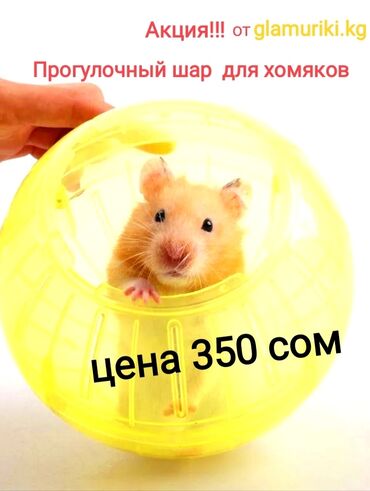 домик для хомяков: Прогулочный шар для хомяков, все размеры для маленьких. Есть