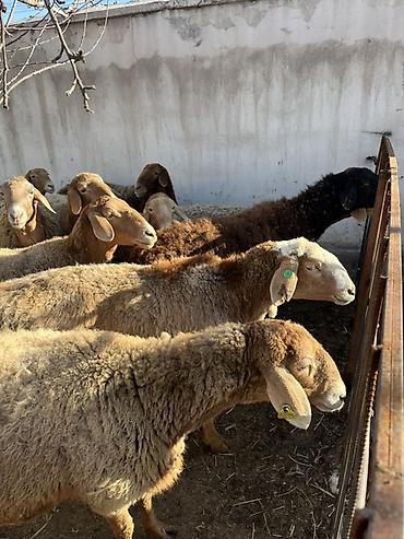 Баран, овца: Продаю | Овца (самка) | Для разведения — 9