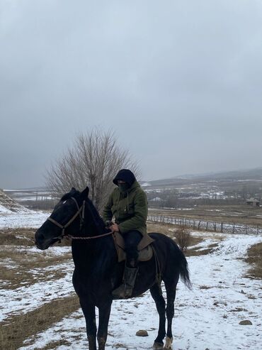 Другие животные: Номер: Ат сатылат. Адрес: Ош, Ноокат, Чечтобо айылы. Жашы жазга 6