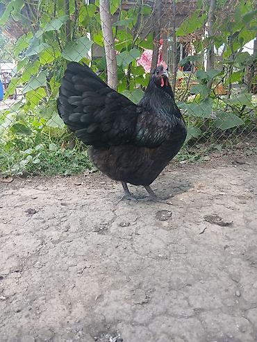 sirin pisik səkilləri: Toyuq, Australorp, Damazlıq — 3