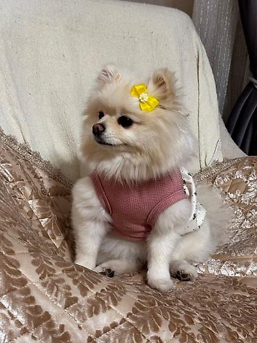 İtlər: Şpitz, 2 ay, Peyvəndli, Ünvandan götürmə, Pulsuz çatdırılma, Ödənişli çatdırılma — 7