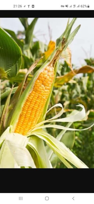 продам картошку: Жугору Кукуруза 🌽