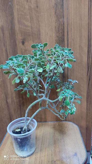 Другой декор и предметы интерьера: Распродажа алоэ и другие цветы по 100 сом — 9