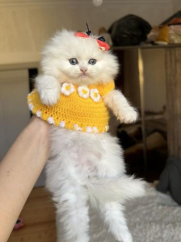 Pişiklər: Şinşilla — 3