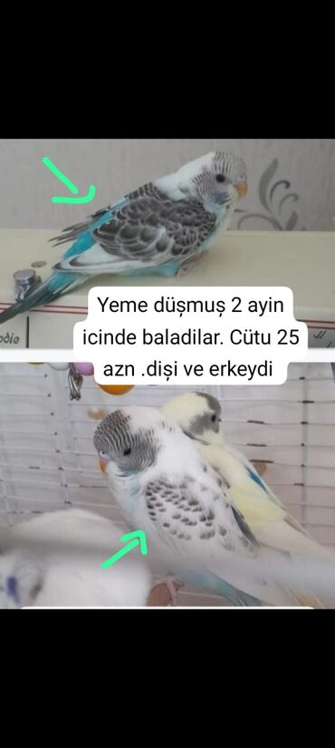 Tutuquşları: 2 aylıq dişi və erkək cüt papuqaylar satılır. + yetișkin cütler