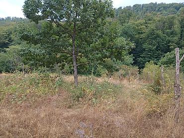 Torpaq sahələrinin satışı: 170 sot, Biznes üçün, Mülkiyyətçi, Kupça (Çıxarış) — 14