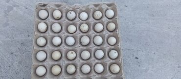Молочные продукты и яйца: Яицо памирских кекликов продается