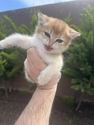 Кошки: Британская, Самец, Самка — 5