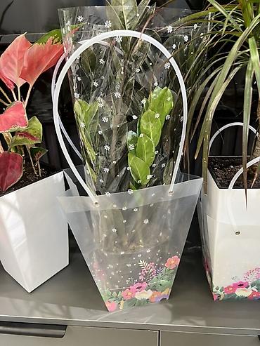 Другие комнатные растения: Женское счастье гигант сорт По городу доставка бесплатно Крупные — 78