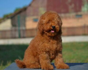 Psi: Patuljasta pudla, muški štenci Odgajivačnica "Team AS Trajkovic" u — 5