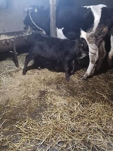 Inəklər, öküzlər: 1 ci qarna dügedi mayalama anqus balsi vardı temiz ivanofqadi üvan — 1