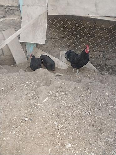 hundusqa yumurtasi: 50 qepik Təbii kənd toyuğu yumurtası mayali.Saqqalli,kekilli,serebrist — 4