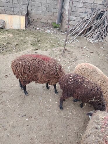 Qoyunlar, qoçlar: Məhsul: Qoyun və quzular Qoyun balası ilə satılır cəm 13 qoyun 13 — 8