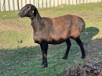 продаю дойных коров: Сатам | Ургаачы кой (ургаачы), Козу, Кочкор (эркек) | Көбөйтүү үчүн