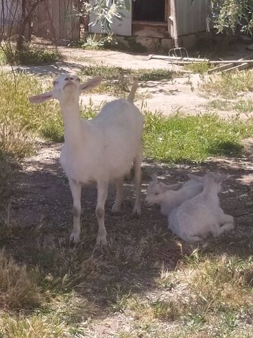 hələp keçiləri: Dişi, Zanen, il: 2