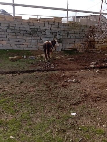 Dana, buzov: 11 aylıq əkəy dana 150 kilo əti var damazlıq yarayır ətdiyə də — 9