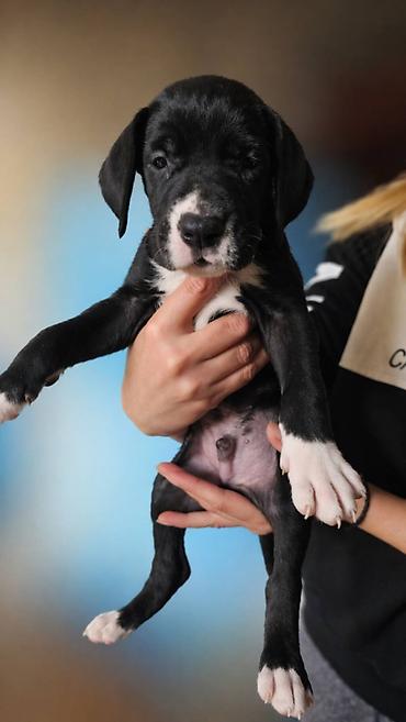 Psi: Dostupni stenci nemacke doge, rodjeni 09.03.2026. FCI registrovani — 12