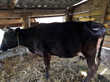 коровы в токмаке: Продаю | Корова (самка) | На откорм, На забой, Для разведения
