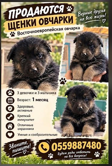 Щенки восточноевропейской овчарки. В помёте 6 щенков: 3 девочки и 3