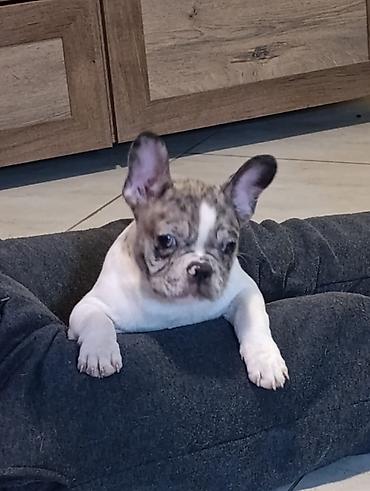 Psi: Stenad francuskog buldoga dva merle muzjaka 3.5 meseca Vakcinisani — 3