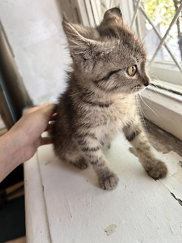 Отдам даром кошку: 1 месяц, Девочка — 6
