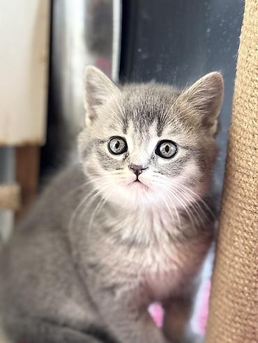 Pişiklər: British tipli pişik balaları - Cins: British Shorthair (şəkillərdə — 12