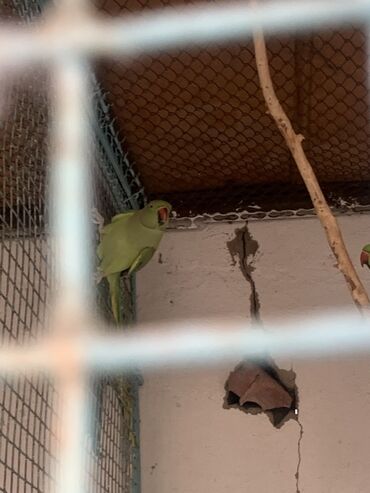 птица голуби: Продаю ожереловых попугаев ! - Окрас: ярко‑зеленый, красный клюв; у