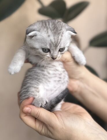 Pişiklər: Şotland — 36