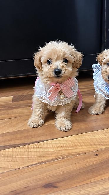Maltipoo balası satılır Wp aktıvdı peyvendı vurulub Qurt dermanı