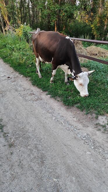 дойный корова: Продаю | Корова (самка) | Для молока