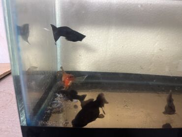 Balıqlar: Sülhsevər -da lalafo.az — 5 Balıqlar: Sülhsevər — 5