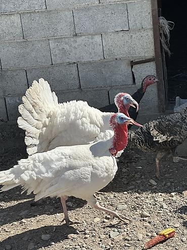 Птицы: Самки и самцы — 3