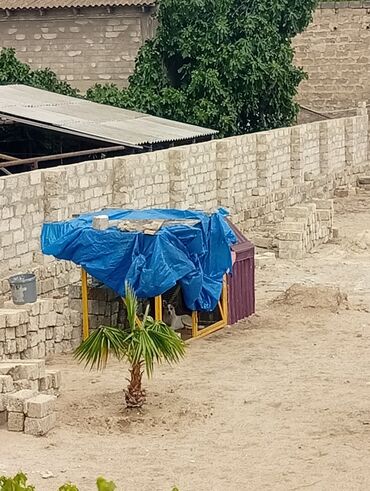 İtlər: Alman çoban iti, 6 ay, Erkek, Peyvəndli, Ödənişli çatdırılma