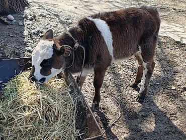 Коровы, быки: Продаю | Бык (самец) | Алатауская | Для разведения — 1