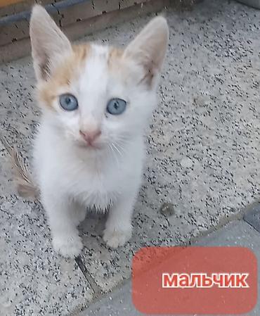Erkək, Yaxşı əllərə