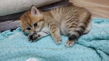 Pişiklər: Qızıl şinşilla, Erkək, Yaxşı əllərə, Ünvandan götürmə — 1