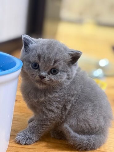 Pişiklər: Şotland yastı qulaq — 7