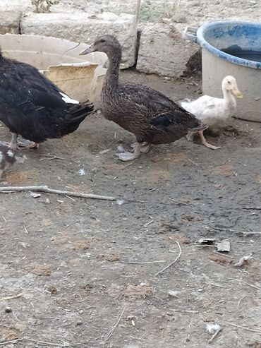 Digər quşlar: Qışqıran ördəklərdir✅️ Kəkilli var✅️ Bəzəkli var✅️ Sadəsi var✅️ Qara -da lalafo.az — 5 Digər quşlar: Qışqıran ördəklərdir✅️ Kəkilli var✅️ Bəzəkli var✅️ Sadəsi var✅️ Qara — 5