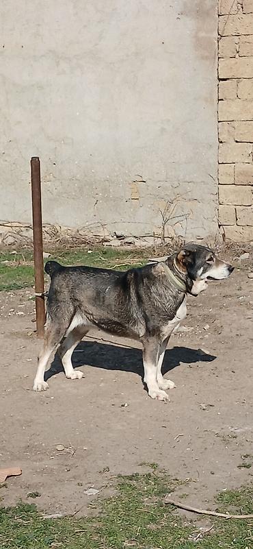 İtlər: Qurdbasar, 2 il, Dişi — 4