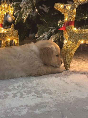 İtlər: Retriever, 2 ay, Dişi, Sənədli, Ödənişli çatdırılma, Ünvandan götürmə — 10