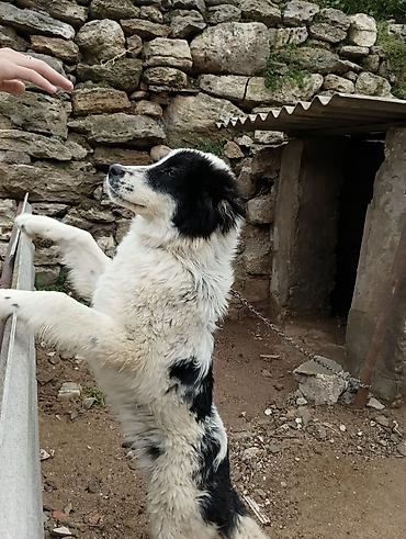 İtlər: Salam 8ayliq kucuydu dişidi maturxanin nəticəsidi.ite gedir amma — 2