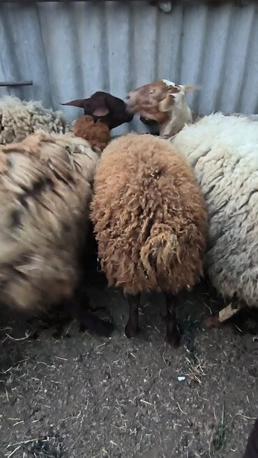 beyləqan sortu qoyun və quzuları: Erkək, Qala, il: 1, 65 kq, Damazlıq, Ətlik, Ünvandan götürmə