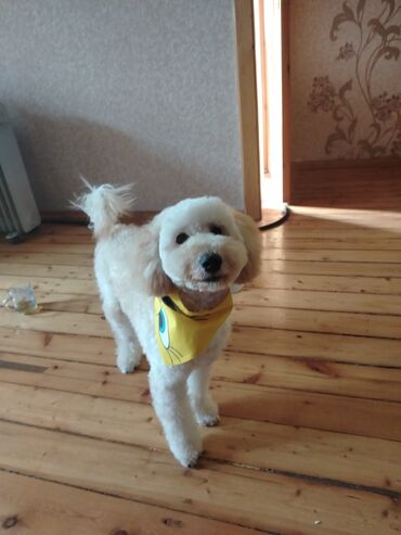 İtlər: Pudel, 8 ay, Erkek, Peyvəndli, Ünvandan götürmə — 7