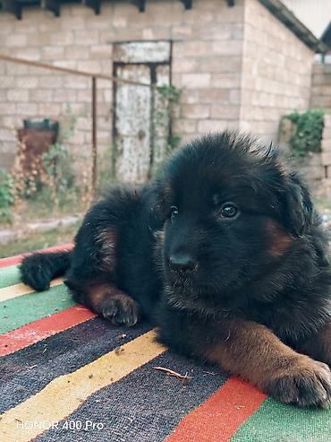 alman afcarka: Alman çoban iti, 2 ay, Erkək — 3