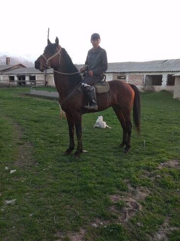 Лошади, кони: Продаю | Конь (самец), Жеребец | Английская, Полукровка | Для разведения, Рабочий, Конный спорт | Племенные — 5