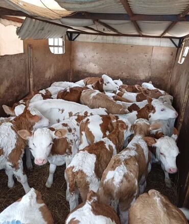 Dana, buzov: Dana, buzov, Dişi, Simental, ay: 1, Damazlıq, Ətlik, Rayonlara çatdırılma, Pulsuz çatdırılma, Ödənişli çatdırılma — 16