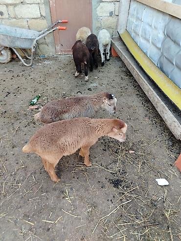 Quzu: 6 erkəy 4 dişi — 6