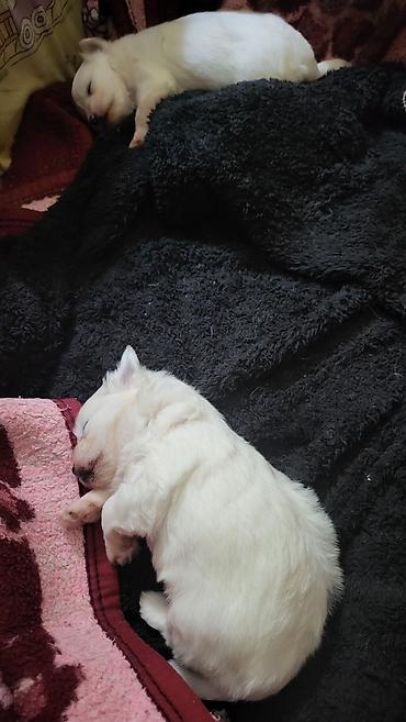 Psi: Na prodaju stenci maltezera,snezno bele boje,stari dva — 1