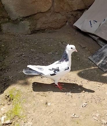 Göyərçinlər: 2 side erkeydi 12 14 tukduler — 10