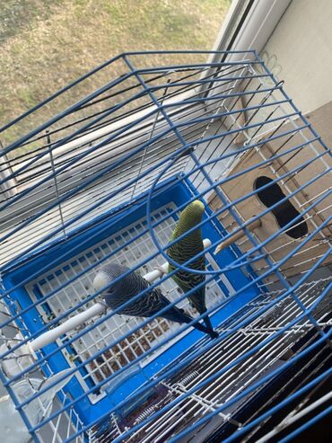 Qəfəslər: Ev dalğalı tutuquşu dəsti - İki ədəd dalğalı tutuquşu (bir — 1